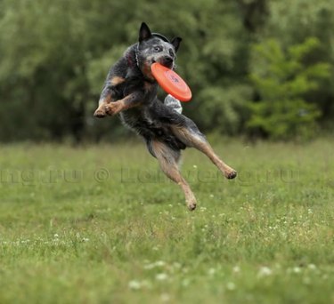 17 cani esperti nella cattura di frisbee