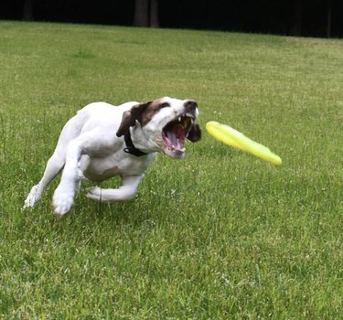 17 psů, kteří jsou profesionálové v chytání frisbees