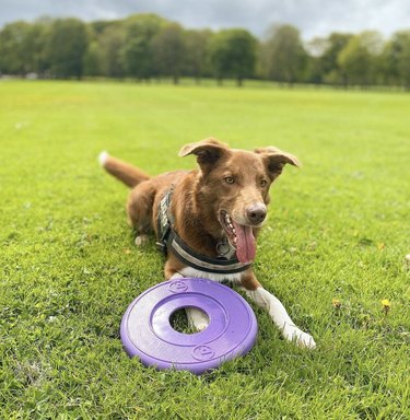 17 hundar som är proffs på att fånga frisbees