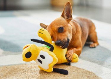 당신의 강아지에게 완벽하게 맞는 디즈니 강아지 장난감 10가지