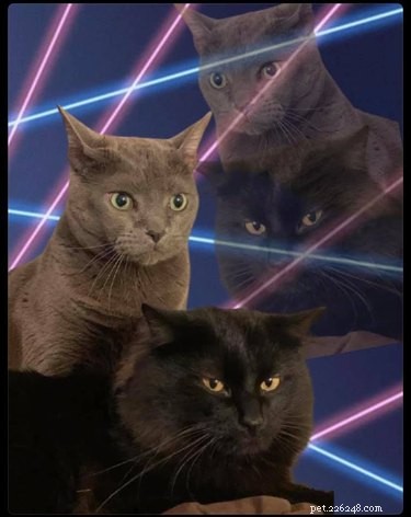 Люди фотошопят кошек в эти школьные портреты с помощью лазерного фона, и мы не можем перестать смеяться 