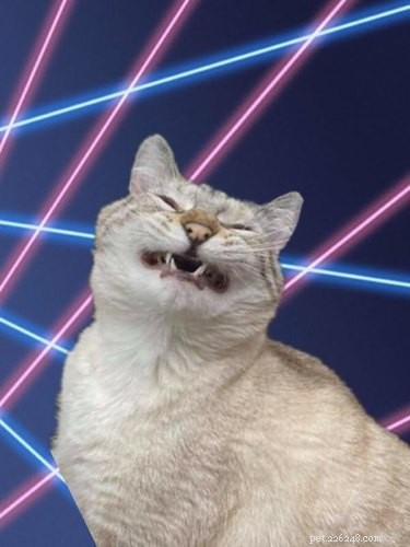 人々はレーザー背景のある学校のポートレートに猫をPhotoshopで写しているので、笑うのをやめられません