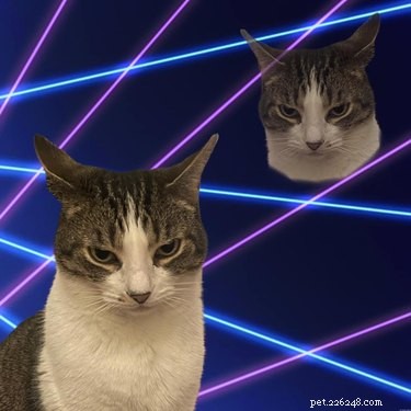 人々はレーザー背景のある学校のポートレートに猫をPhotoshopで写しているので、笑うのをやめられません