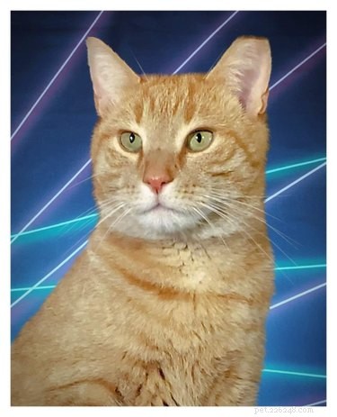 Folk fotograferar in katter i skolporträtten med laserbakgrund och vi kan inte sluta skratta