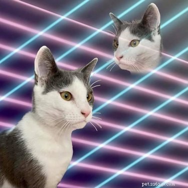 사람들이 레이저 배경을 사용하여 학교 초상화에 고양이를 포토샵으로 찍고 있어 웃음이 멈추지 않습니다