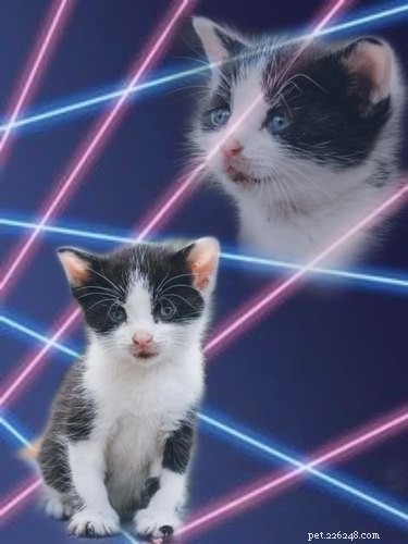 Folk fotograferar in katter i skolporträtten med laserbakgrund och vi kan inte sluta skratta