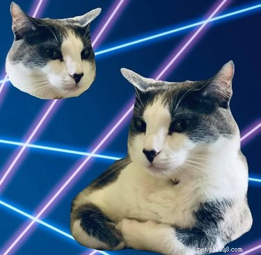 Le persone stanno photoshopping gatti in quei ritratti scolastici con sfondi laser e non possiamo smettere di ridere