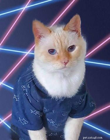 Lidé jsou kočky ve Photoshopu do těch školních portrétů s laserovým pozadím a my se nemůžeme přestat smát