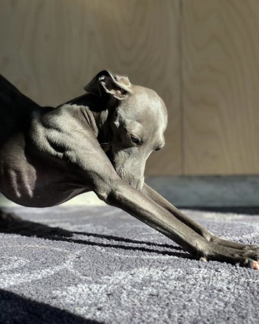 18 cani che stanno distruggendo i loro obiettivi di yoga