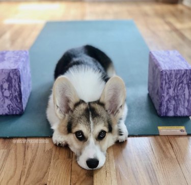 18 chiens qui écrasent leurs objectifs de yoga