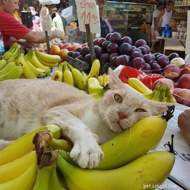16 koček (a 1 pes) spí v banánových postelích