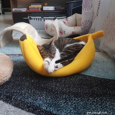16 katten (en 1 hond) slapen in bananenbedden