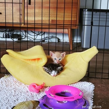 16 gatti (e 1 cane) che dormono in letti a banana