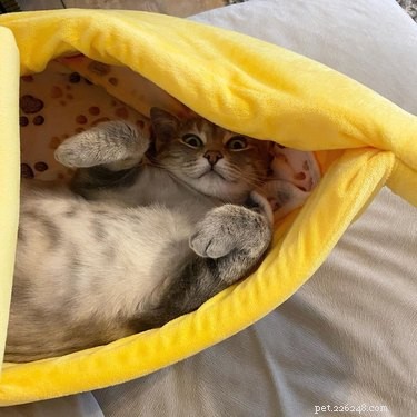16 koček (a 1 pes) spí v banánových postelích