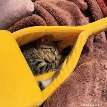 16 chats (et 1 chien) dormant dans des lits de bananes