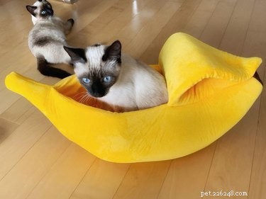 バナナのベッドで眠っている16匹の猫（そして1匹の犬） 