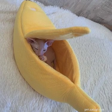バナナのベッドで眠っている16匹の猫（そして1匹の犬） 