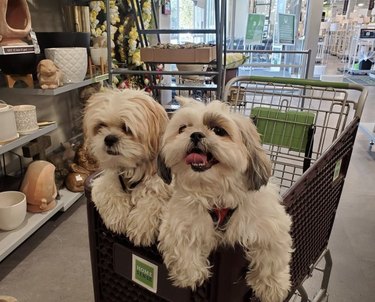 18 chiens en virée shopping