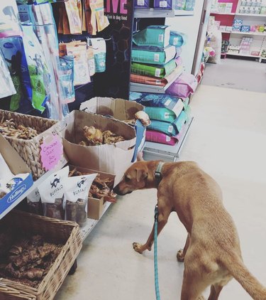 18 собак на шоппинге