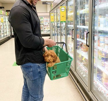 18 cani a fare shopping