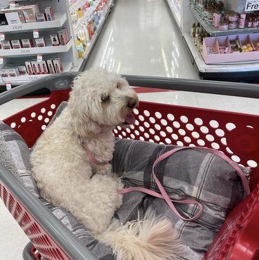 18 honden op Shopping Sprees