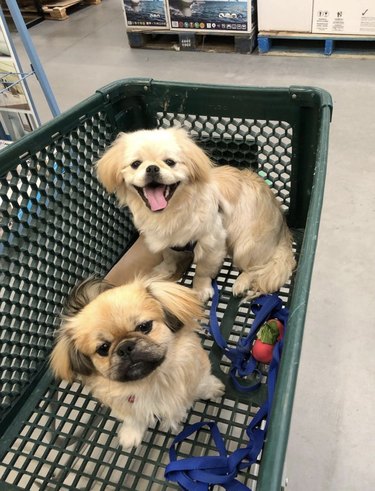 18 hundar på shoppingrunda