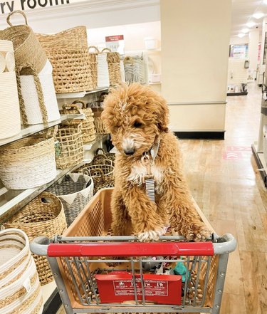 18 cani a fare shopping