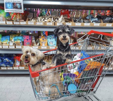 18 cães nas compras