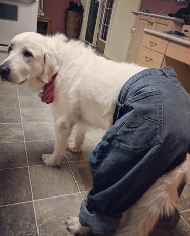 23 собаки выглядят щеголеватыми в джинсах