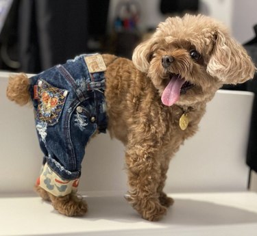 23 cachorros elegantes em jeans