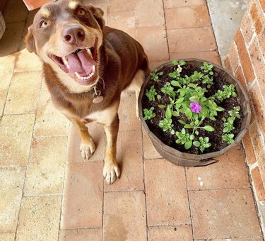 21 chiens qui sont de meilleurs jardiniers que vous