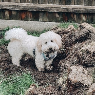21 hundar som är bättre trädgårdsmästare än du