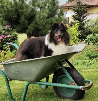 21 psů, kteří jsou lepšími zahradníky než vy
