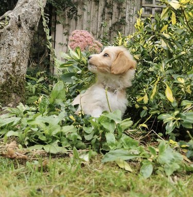 21 собака, которые лучше садятся в сад, чем вы