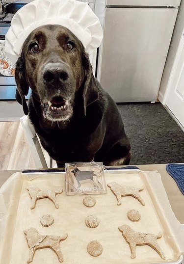18 chiens qui méritent leurs propres émissions de pâtisserie