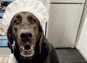 18 psů, kteří si zaslouží své vlastní pečení