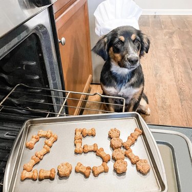 18 собак, которые заслужили собственное кулинарное шоу
