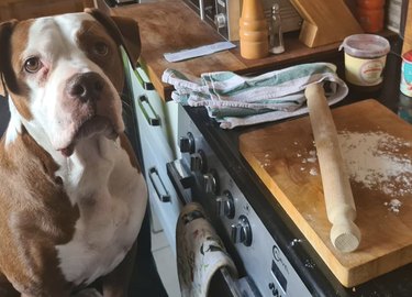 18 cães que merecem seus próprios programas de culinária