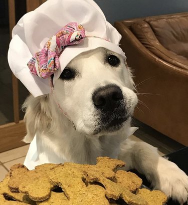 18 chiens qui méritent leurs propres émissions de pâtisserie