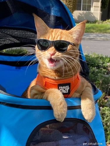 オレンジ色の猫が最も間抜けな猫であることを証明する18枚の写真 
