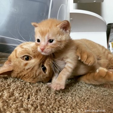 18 foto s die bewijzen dat oranje katten de gekste katten zijn