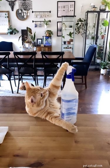 18 fotos que provam que os gatos laranja são os gatos mais patetas