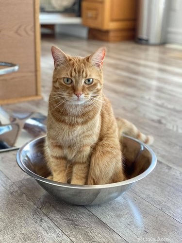 18 images qui prouvent que les chats roux sont les chats les plus loufoques