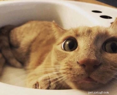 18 фотографий, которые доказывают, что рыжие кошки — самые глупые кошки