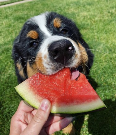 Bara 15 hundar som blir vilda efter vattenmelon