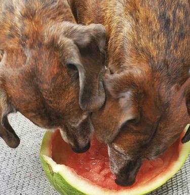 Apenas 15 cães enlouquecendo por melancia