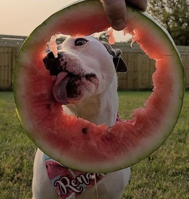 Slechts 15 honden die wild gaan voor watermeloen