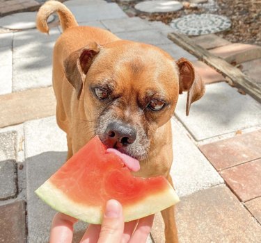 Slechts 15 honden die wild gaan voor watermeloen
