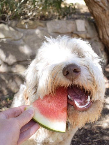 Apenas 15 cães enlouquecendo por melancia