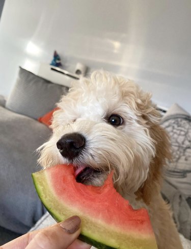 Bara 15 hundar som blir vilda efter vattenmelon